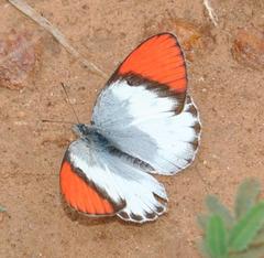 Colotis annae annae