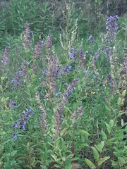 Nepeta grandiflora