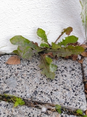 Taraxacum officinale