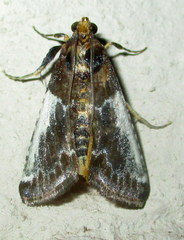 Pithyllis metachryseis