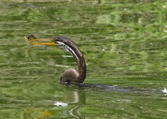 Anhinga melanogaster