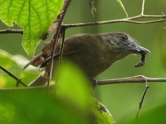 Thamnophilus schistaceus