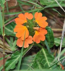 Crossandra zuluensis