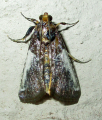 Pithyllis metachryseis