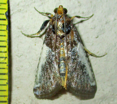 Pithyllis metachryseis