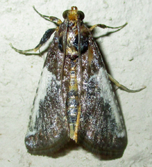 Pithyllis metachryseis