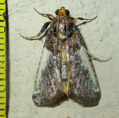 Pithyllis metachryseis