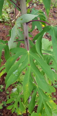 Digitacalia jatrophoides