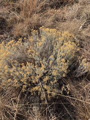 Helichrysum kraussii