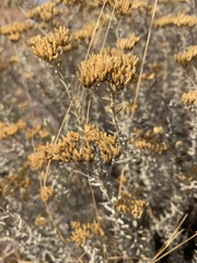 Helichrysum kraussii