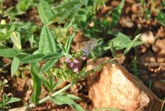 Polygala sphenoptera sphenoptera