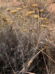 Helichrysum kraussii