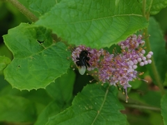 Homotrigona apicalis