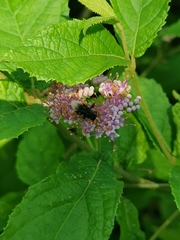 Homotrigona apicalis