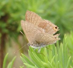 Anthene livida livida