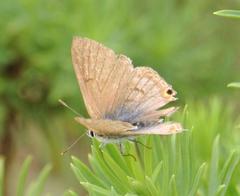 Anthene livida livida