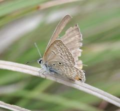 Euchrysops malathana