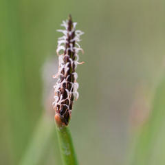 Eleocharis limosa