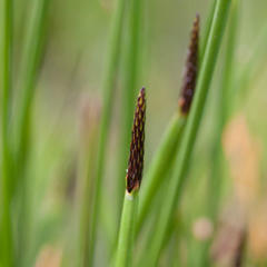 Eleocharis limosa