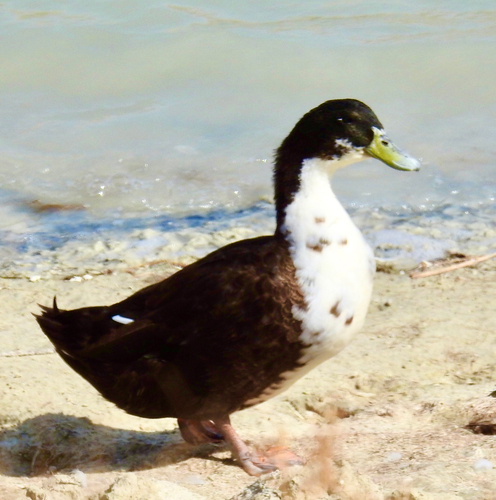 Domestic Mallard