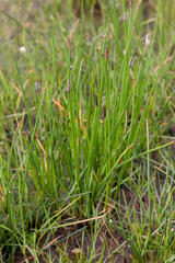 Eleocharis limosa