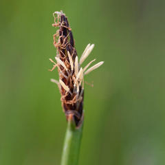 Eleocharis limosa