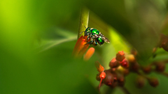 Euglossa