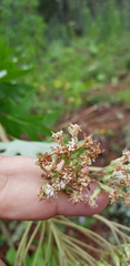 Digitacalia jatrophoides