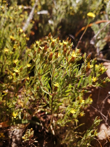 Image of Rhynchopsidium sessiliflorum by (c) Danie Palm, some rights reserved (CC BY)
