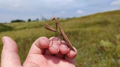 Mantis religiosa