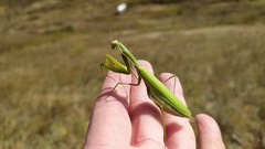 Mantis religiosa