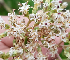 Digitacalia jatrophoides