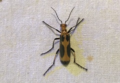Pyrota sinuata