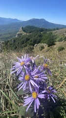 Aster amellus