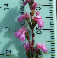 Erica gnaphaloides