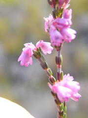 Erica gnaphaloides