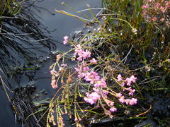 Erica gnaphaloides