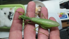 Hierodula transcaucasica