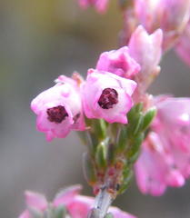 Erica gnaphaloides
