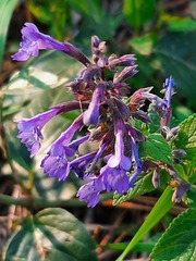 Nepeta grandiflora