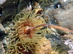 Isactinia olivacea