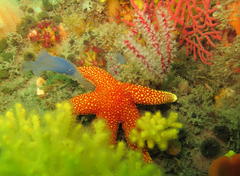 Fromia schultzei