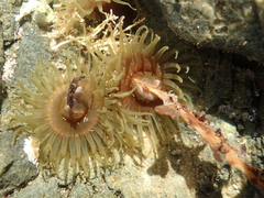 Isactinia olivacea