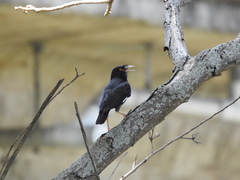 Acridotheres cristatellus formosanus