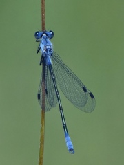 Lestes macrostigma