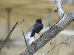 Acridotheres cristatellus formosanus