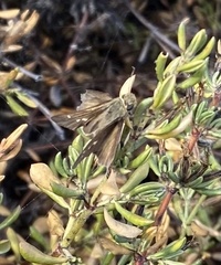 Panoquina errans