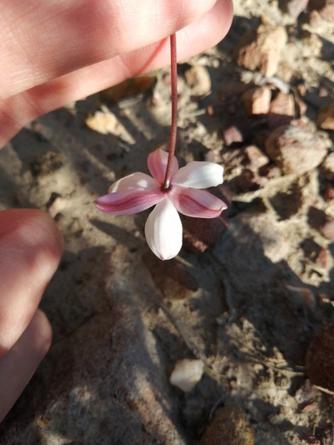 Lady's hand (Cyanella alba)