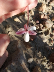 Cyanella alba minor