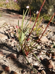 Cyanella alba minor
